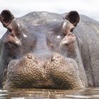 Happy Hippo