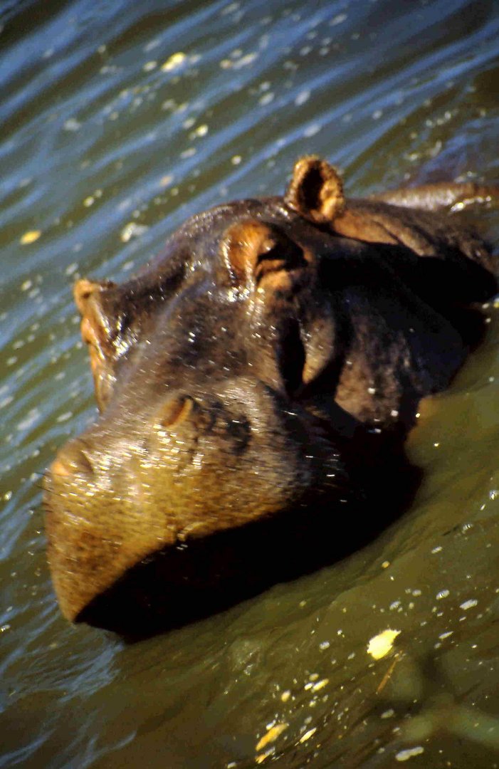 Happy Hippo