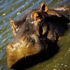 Happy Hippo