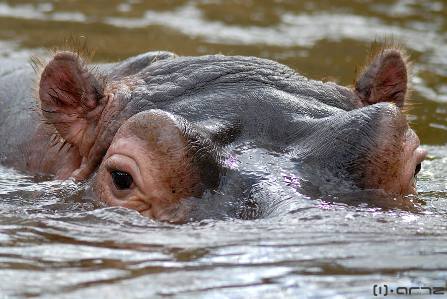 :: Happy Hippo ::