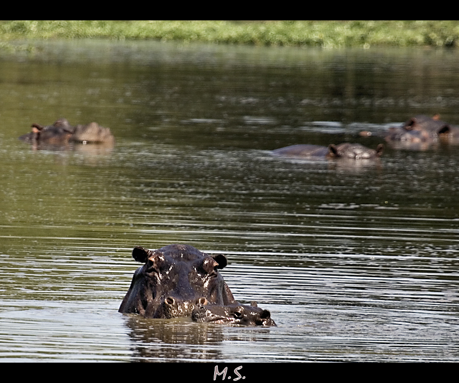 Happy Hippo