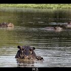 Happy Hippo