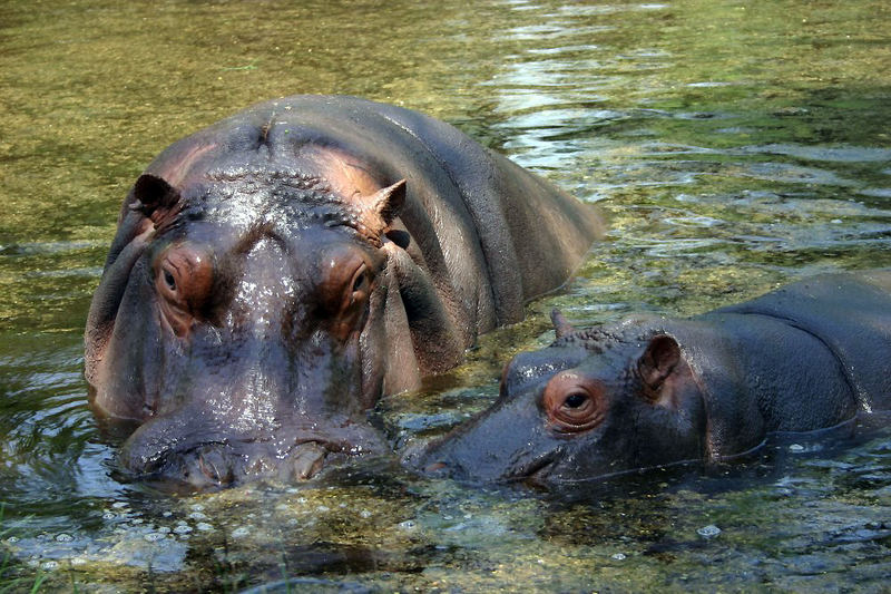 Happy Hippo