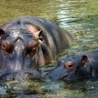 Happy Hippo