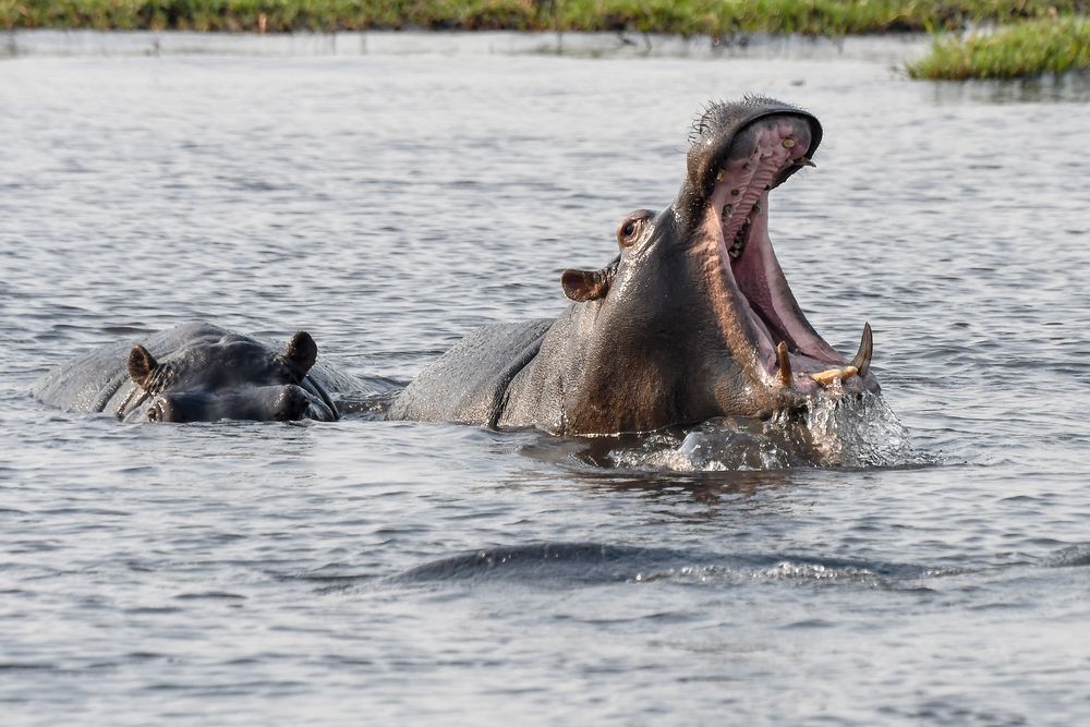 Happy Hippo