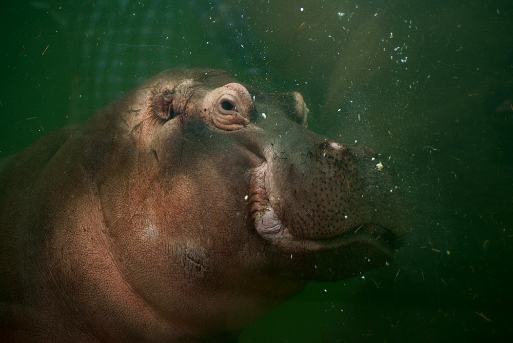 Happy Hippo