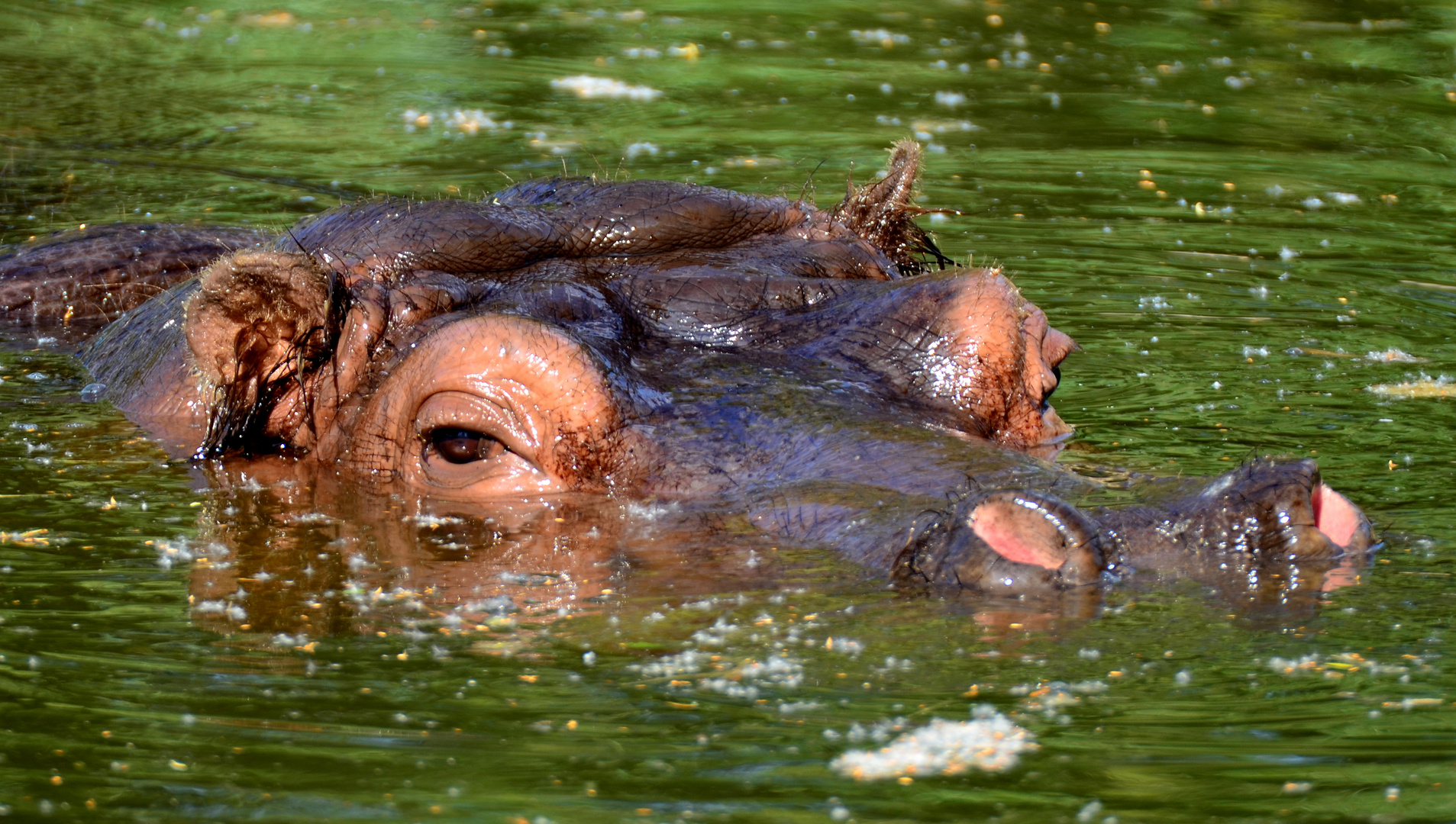 --- Happy Hippo....---