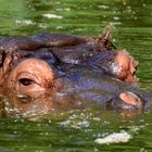 --- Happy Hippo....---