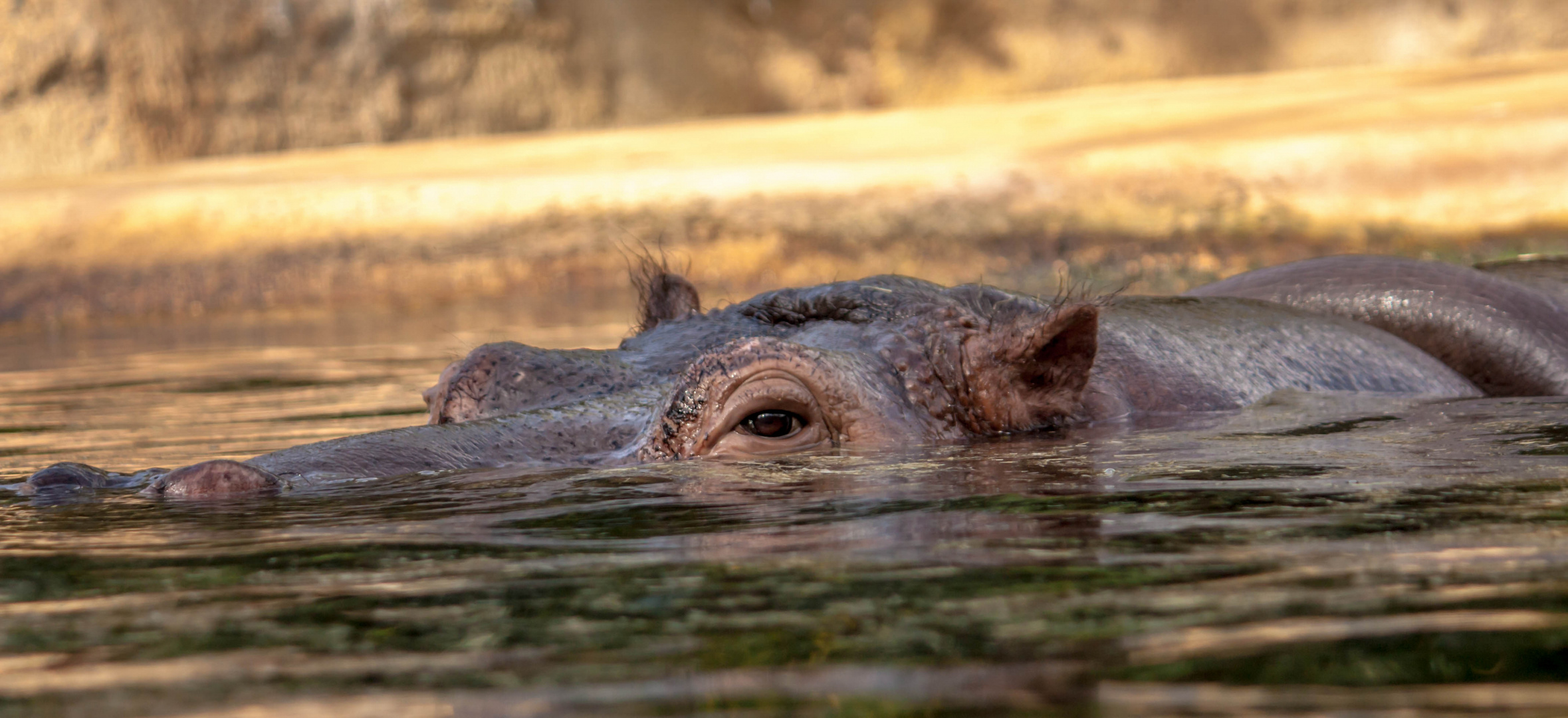 Happy Hippo