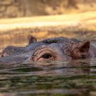 Happy Hippo