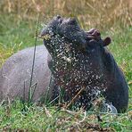 Happy Hippo