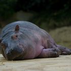 Happy Hippo