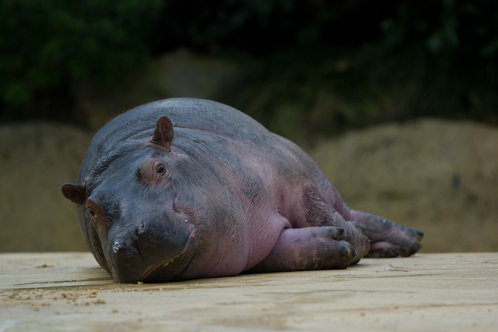 Happy Hippo