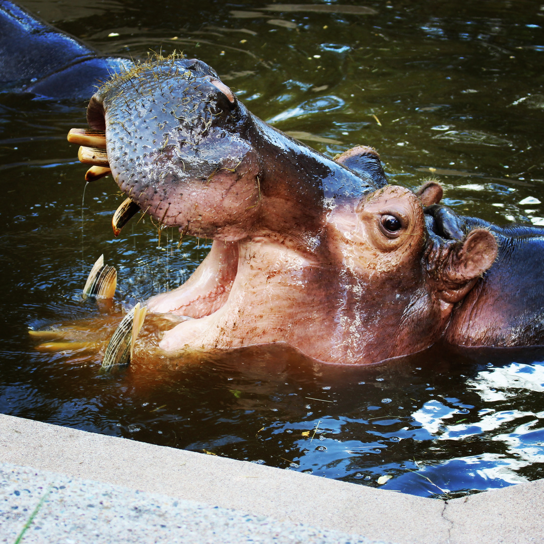 happy Hippo