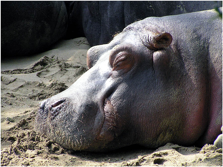 Happy Hippo :-)