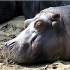 Happy Hippo :-)