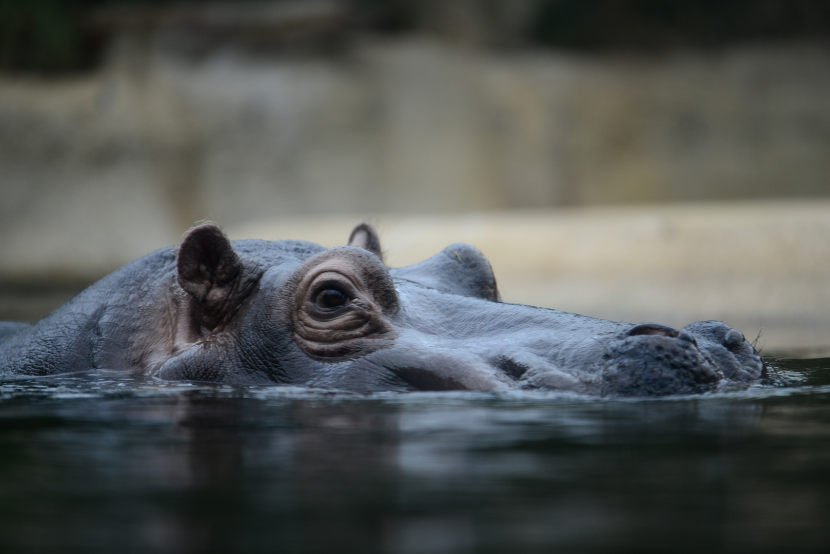 Happy Hippo Foto & Bild tiere, wildlife, säugetiere Bilder auf