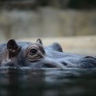 Happy Hippo