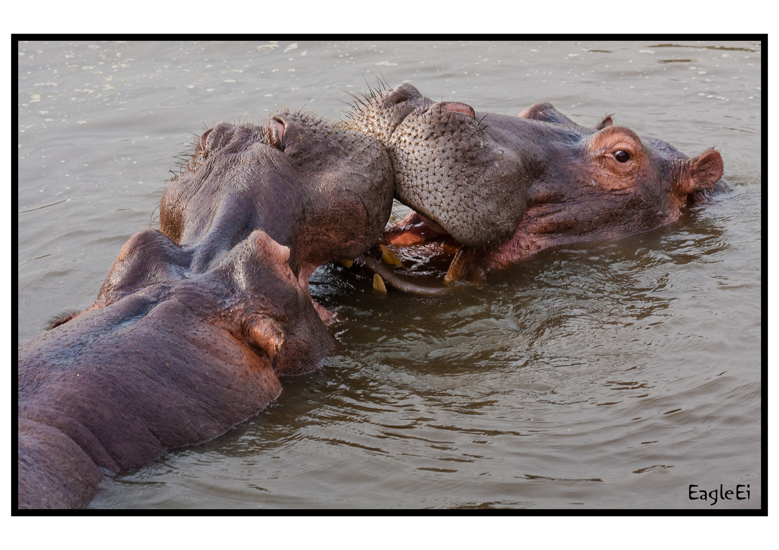 Happy Hippo