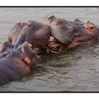 Happy Hippo