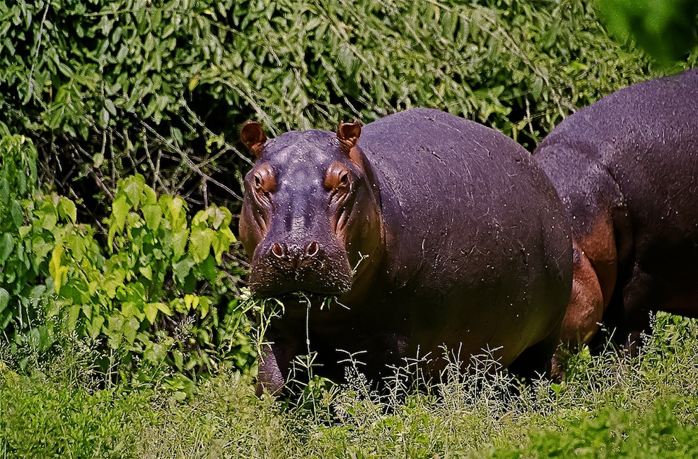 Happy Hippo