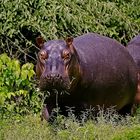 Happy Hippo