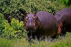 Happy Hippo