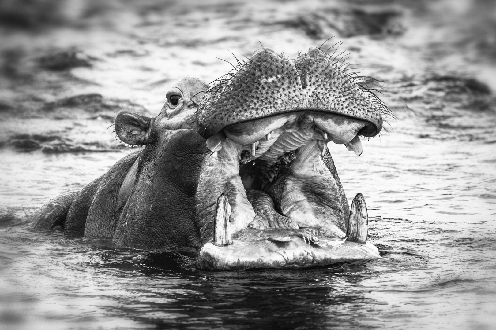 Happy Hippo