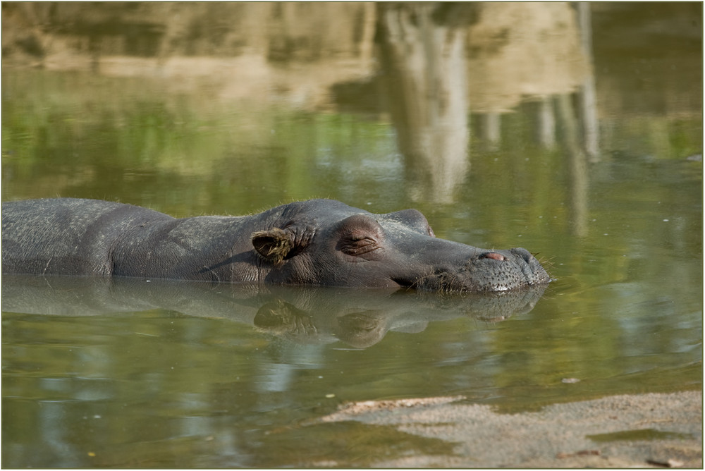 Happy Hippo