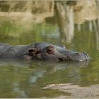 Happy Hippo