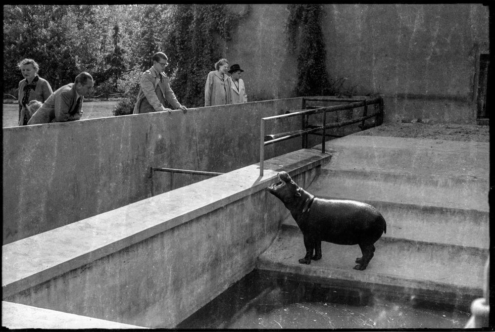 Happy Hippo. Foto & Bild analog, dokumentation, zoo Bilder auf