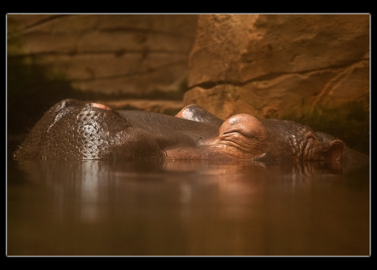 Happy Hippo