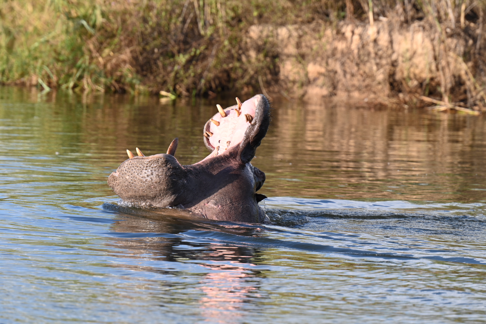 Happy Hippo 