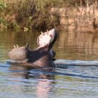 Happy Hippo 