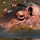 Happy Hippo ... 