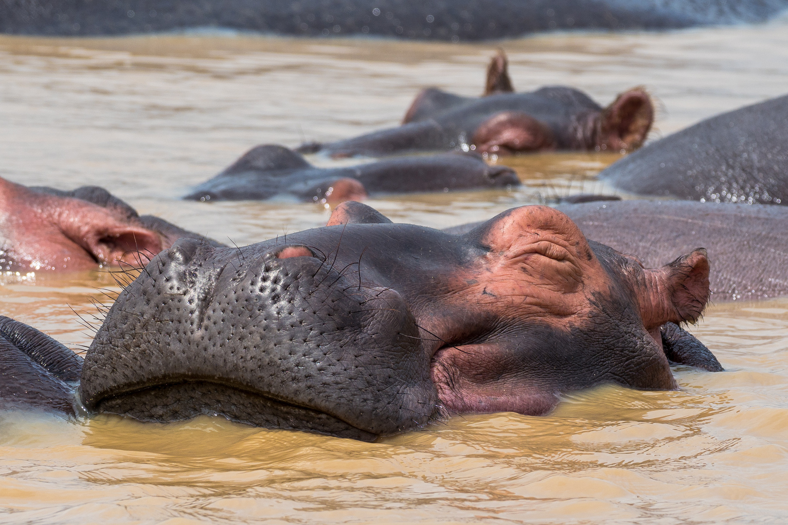 Happy Hippo