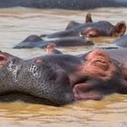 Happy Hippo