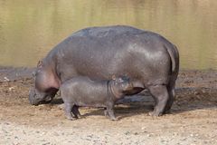 Happy Hippo