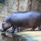 Happy Hippo