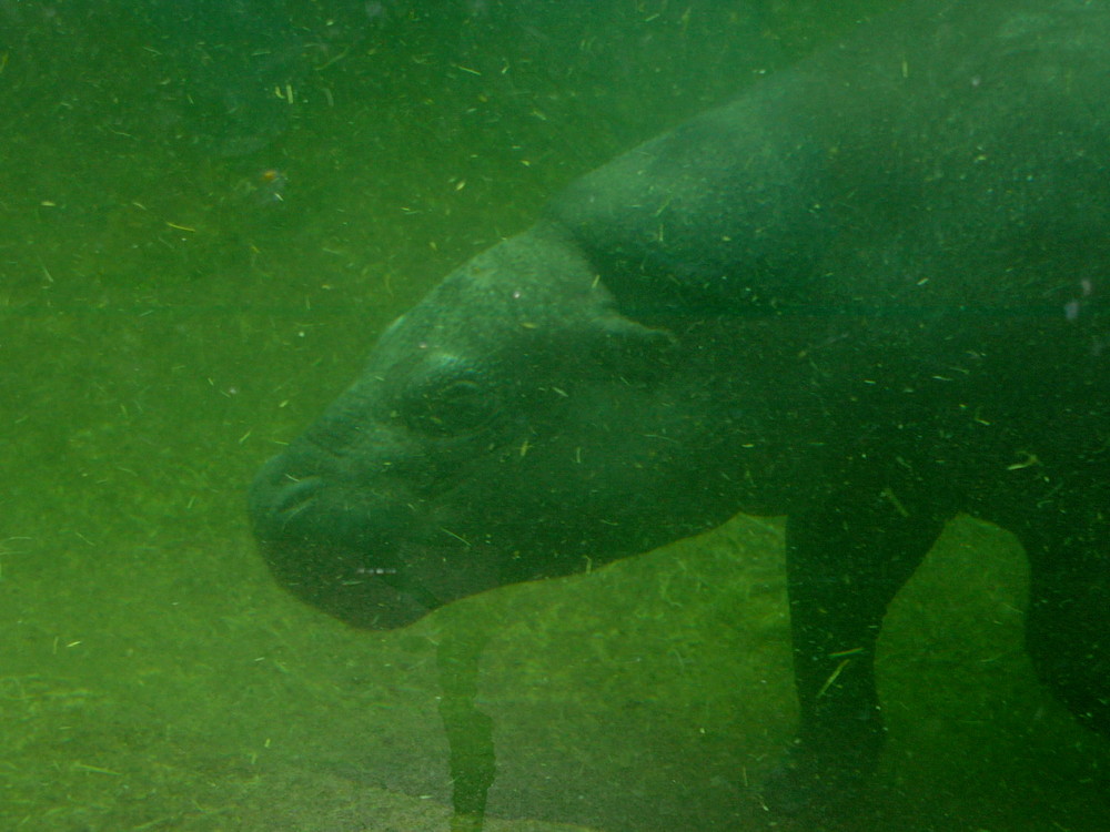 Happy Hippo