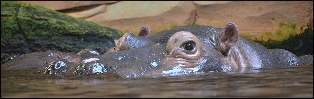 Happy Hippo