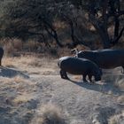 Happy Hippo