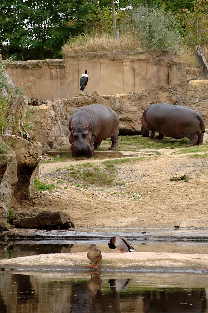 Happy Hippo