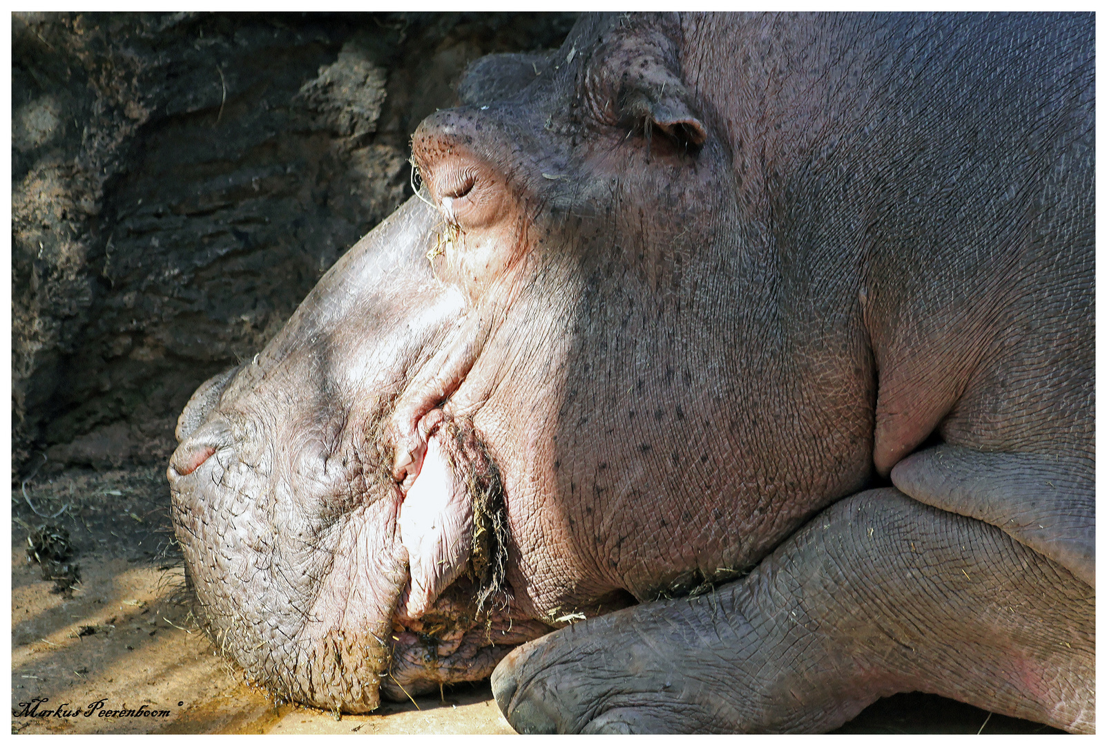 Happy Hippo, denn der Löwe schläft heute Nacht