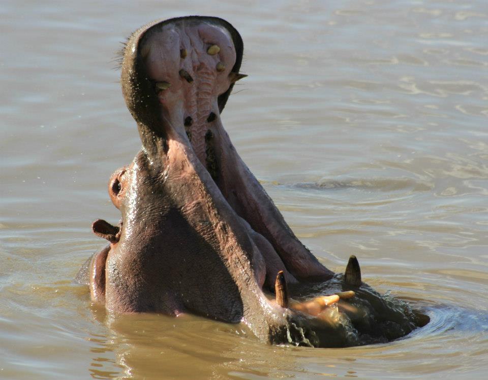 Happy Hippo