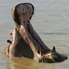 Happy Hippo