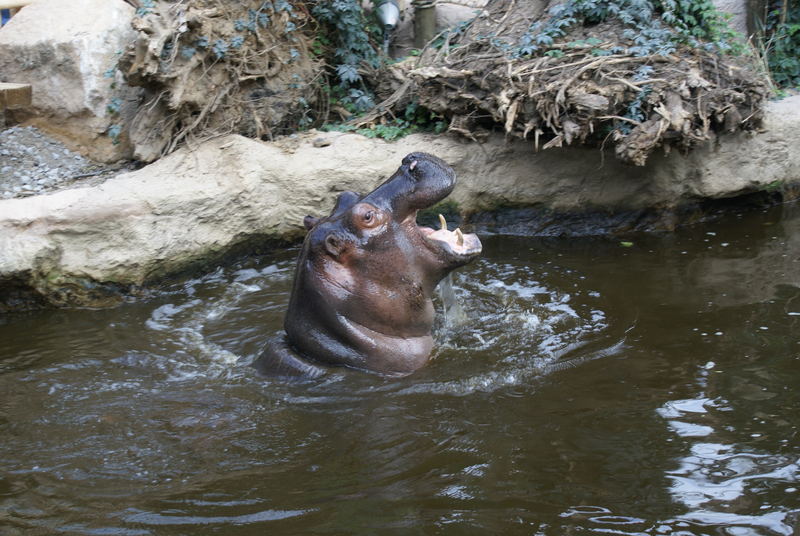 Happy Hippo