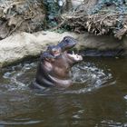 Happy Hippo