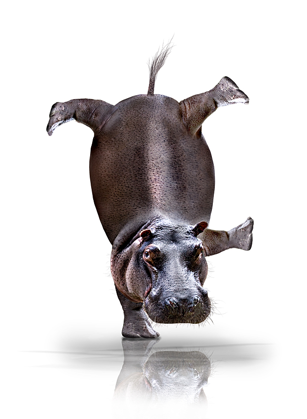 Happy Hippo... Foto & Bild funmontagen, quatsch & fun, digiart