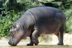 happy hippo